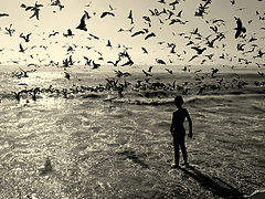  "The boy and the birds... in B&W"