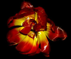  "A Beautiful Tulip..."