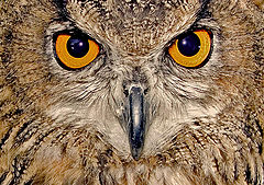  Owl's Eyes