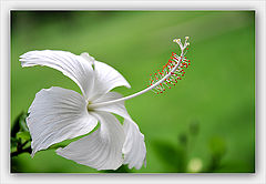  white hibiscus