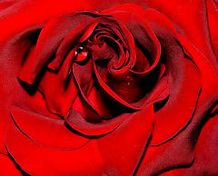  "Red Rose and... tears..."