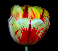 "Red Tulip"