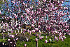 Garden with magnolias
