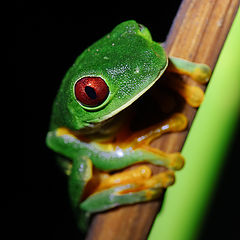  Beauty frog
