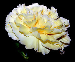  A Beautiful Carnation..."