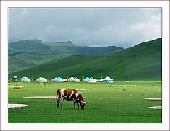  Grassland-1