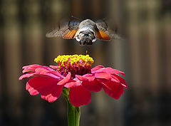  Hummingbird Hawk-moth - Macroglossum stellatarum