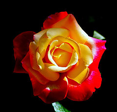  "A Rose... Yellow.. and Red."