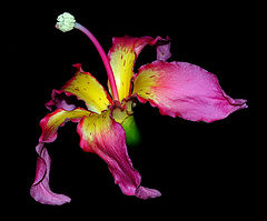  "The "The Dancer Flower..."