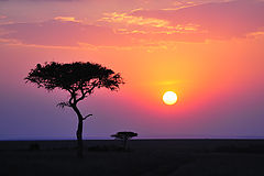  Sunrise in savanna