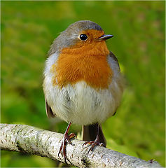   ( Erithacus rubecula)