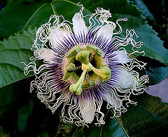  "Passiflora  (Passion Flower)"