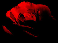  Rose of... Passion..."