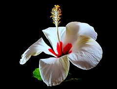  "A White Hibiscus..." #1