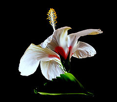 "A white Hibiscus.." #2