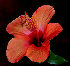  "Another Color of another Hibiscus..."