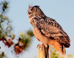  A Wonderful Eagle-Owl..."