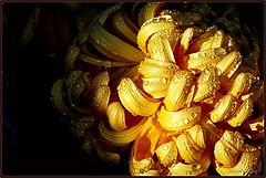  golden flower