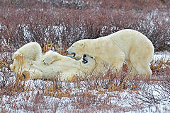  Games of the polar bears