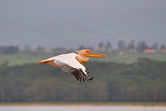  Pelican