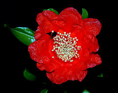  "The pomegranate flower"