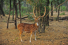  Spotted Deer