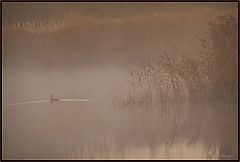  lonely duck