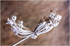  Glaze of ice