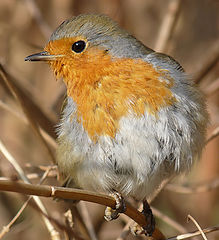   ( Erithacus rubecula)