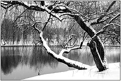  Among the trees