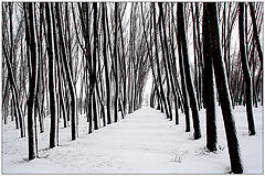 Graphics Winter