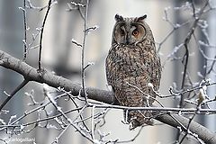  Short-eared Owl