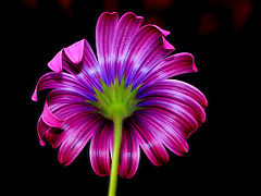  "The other side of the Flower..." #1