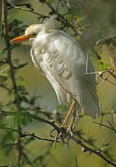  On the branch
