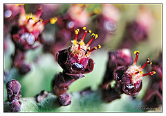  cactus macro