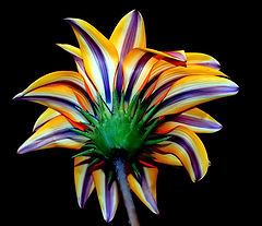  "The other side of the Flower..," #6