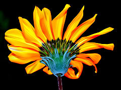  "The other side of the Flower..." #7