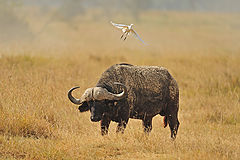  Buffalo