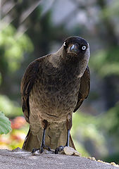  Corvus monedula - 