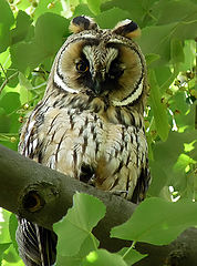 Asio otus