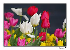  colori