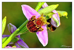  Wild orchid - (Ophrys apifera)