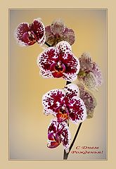  HAPPY BIRTHDAY, OLGA KULYASHOVA !!!