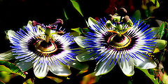  Two... Passion Flowers...