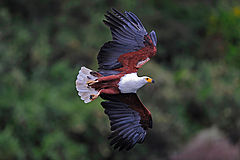  Flight