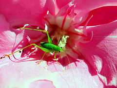  "The green grasshopper... "
