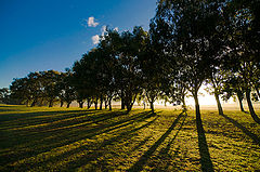  Morning shadows