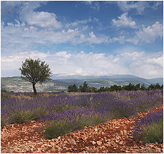  Lavanda fields