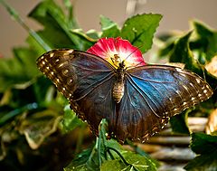 фото В музее живых бабочек. Голубой Морфо