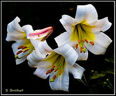 фото Букет белых лилий